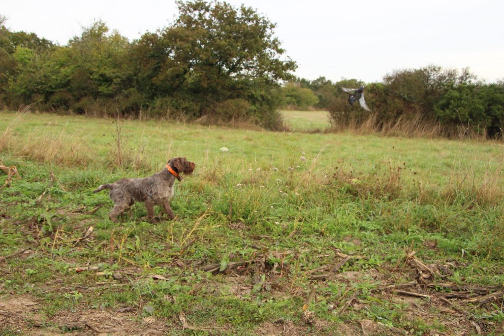 Plusieurs chiens griffon débourrés disponibles !!