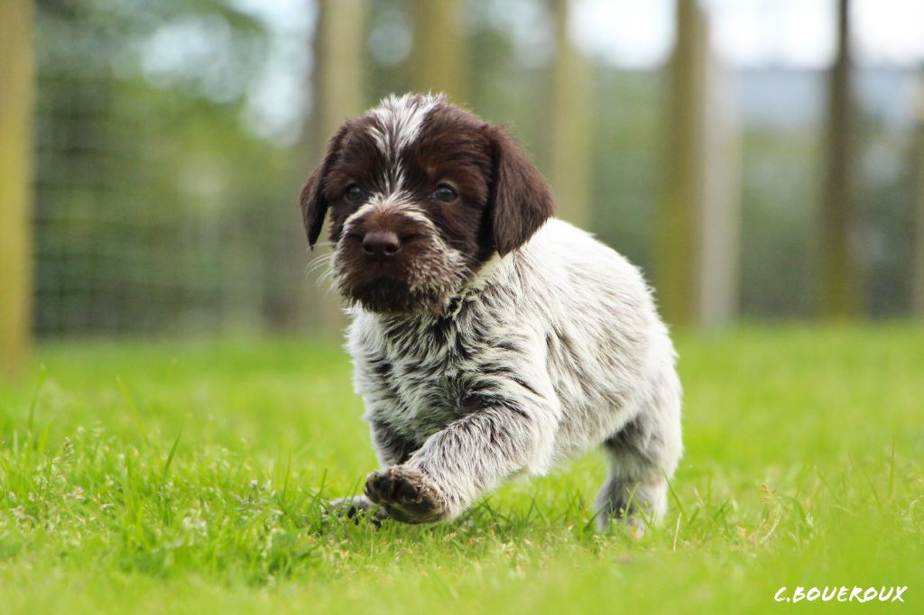 Des chiots korthals pour ce début d'année 